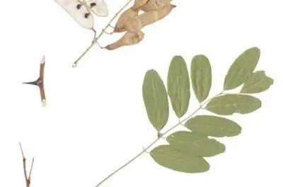 В чем разница между черным & Honeylocust?
