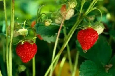 С какими растениями или фруктами тесно связана клубника?