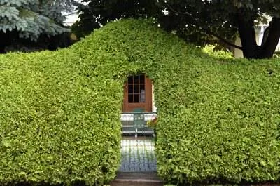 Cedar Hedges & Комары