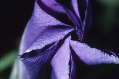 Цвета лунного цветка