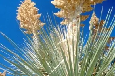 Как удалить деток с растения юкка