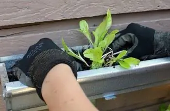 Посадка салата на стене