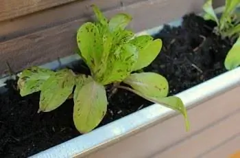 Салат в канаве