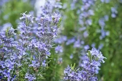 Как посадить живую изгородь из розмарина