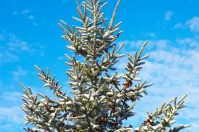 Как остановить рост вечнозеленых растений