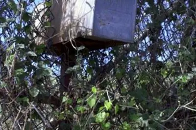 Что можно использовать, чтобы уничтожить лозы, растущие на заборе?