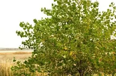 Как обрезать дерево катальпы летом