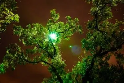 Что ест моё дерево?