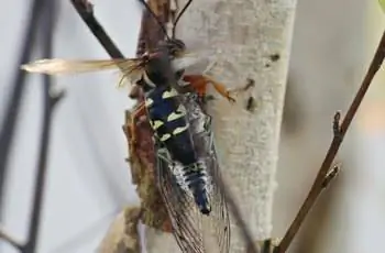 Цикада-убийца