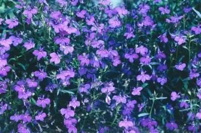 Лобелия - солнечное растение?