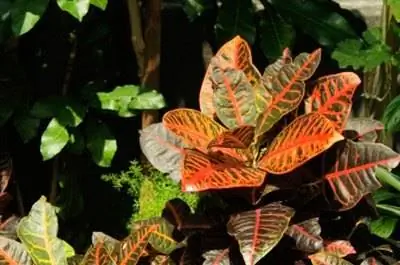 Требования к кротону светлому