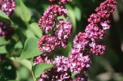 Являются ли кусты сирени токсичными?