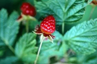 Черная штука на малине