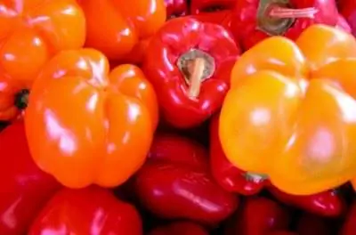 Болгарский перец гниет на корню