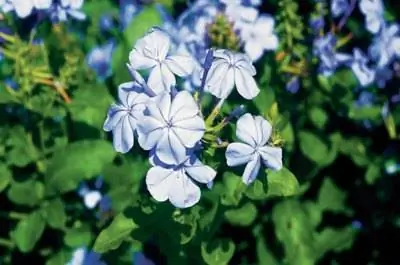 Какие удобрения для растений свинца?