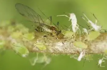 Тля, фото крупным планом
