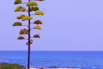 Умирают ли вековые растения после цветения?