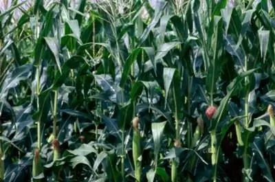 Сколько солнца нужно кукурузе?