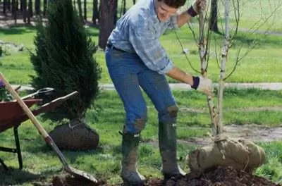 На какую длину следует ставить молодое дерево?