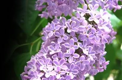 Болезнь куста сирени