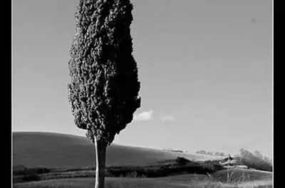 Факты о кипарисах