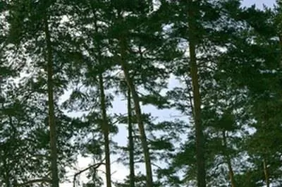Информация о соснах