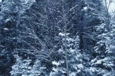 Как быстро растет белая ель за год?