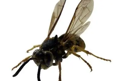 Натуральный репеллент от желтой куртки