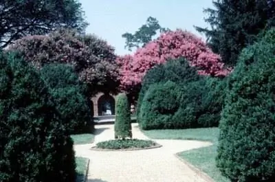 Лучший вечнозеленый шумозащитный барьер