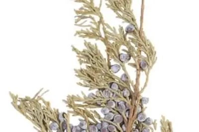 Проблемы с можжевельником Skyrocket