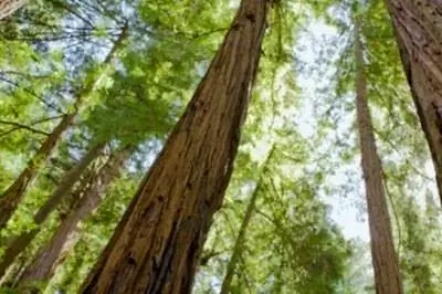 Распространенные симптомы того, что красное дерево становится коричневым