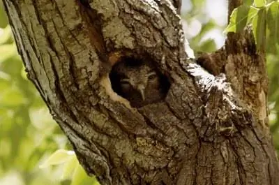 Как заполнить яму дерева расширяющейся пеной