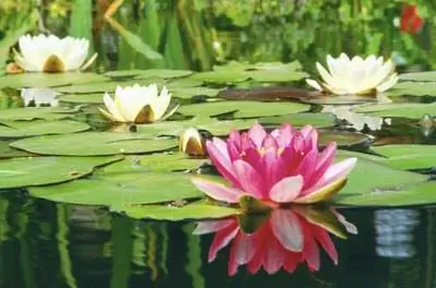 Что нужно, чтобы уничтожить кувшинки в рыбных прудах?