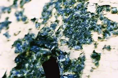 Как продезинфицировать бетон