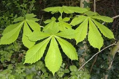 Идентификация конского каштана