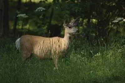 Как выращивать сахарную свеклу на оленьих участках