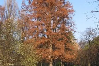 Факты о красном кипарисе