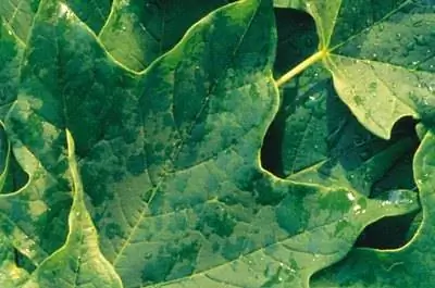 Идентификация деревьев-сорняков