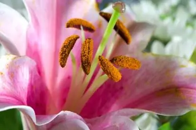 Как сохранить лилиям жизнь