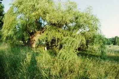 Моя ива умерла?