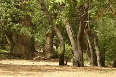 Продолжительность жизни ясеня Аризоны