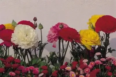 Какие цветы сочетаются с гвоздиками?