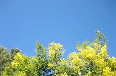 Лечение увядания мимозы