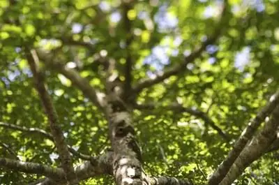 Мое дерево сочится пеной