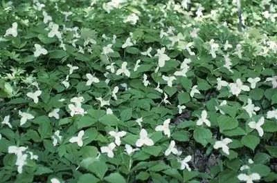 Ядовит ли триллий?