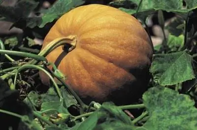 Корневая гниль тыквы