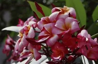 Как лечить ржавчину листьев у плюмерии