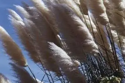 Как сохранить цветы пампасной травы для украшения