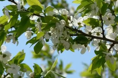 Дикие фруктовые деревья в Айове