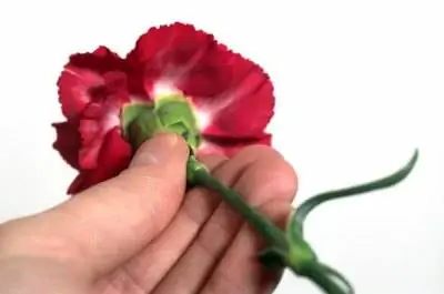 Как втиснуть цветок гвоздики в книгу